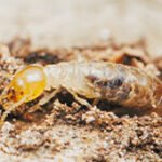 Détection des infestations de termites et insectes xylophages.